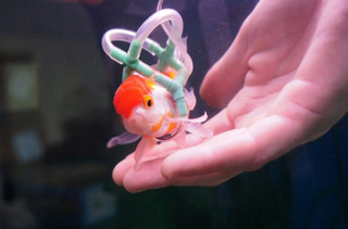 Illustration for article titled Your Daily Bit of Aaaw: Man Makes Life Vest for Pet Fish.